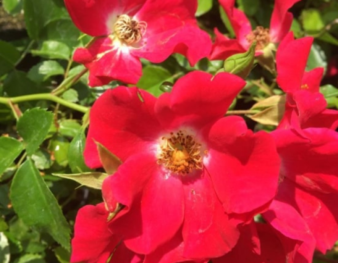 Převislá Stromková růže Sommerabend