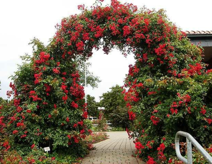 Převislá Stromková růže Sommerabend