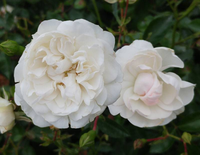 Stromková růže Swany