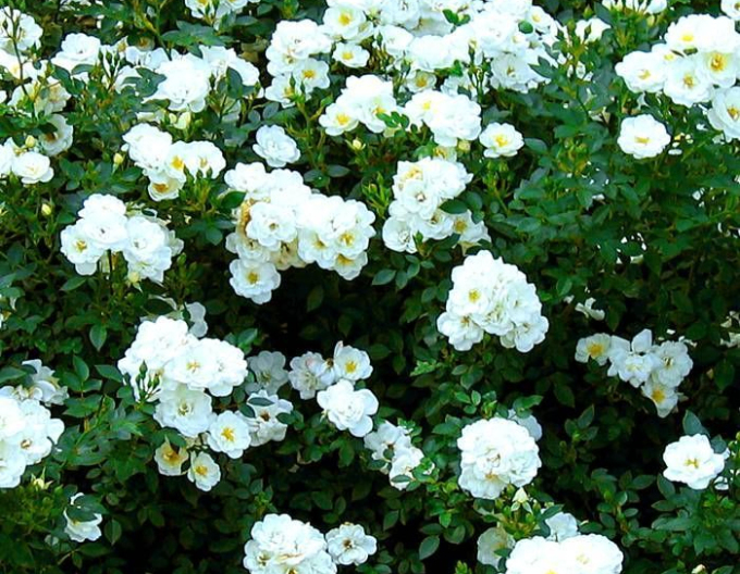 Stromková růže Swany