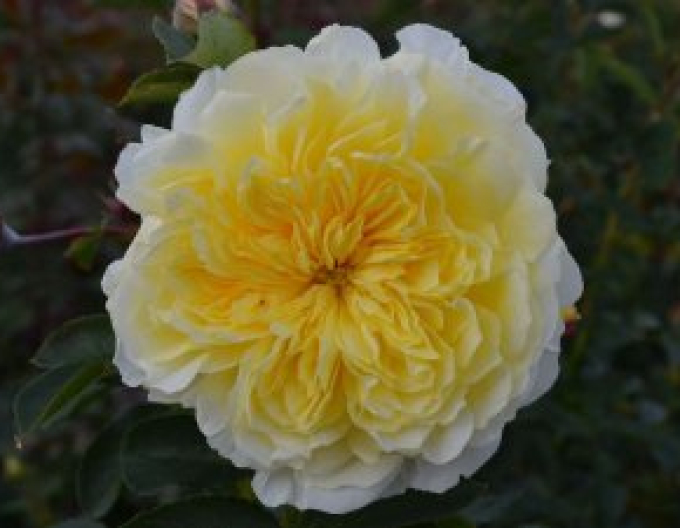 Stromková růže Solemio