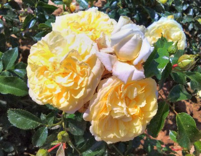 Stromková růže Solemio