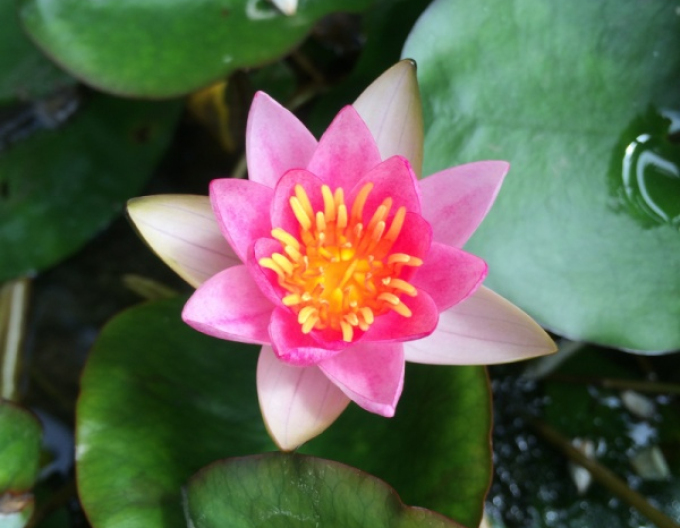 Lekno Laydekeri Lilacea