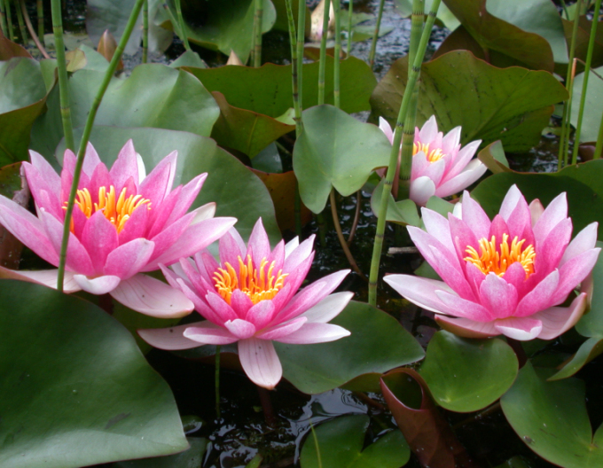 Lekno Laydekeri Lilacea