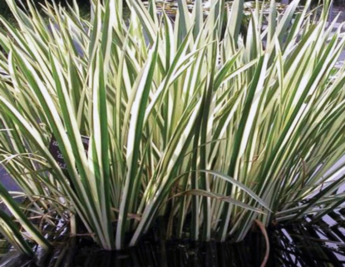 Puškvorec obecný´ Variegatus´