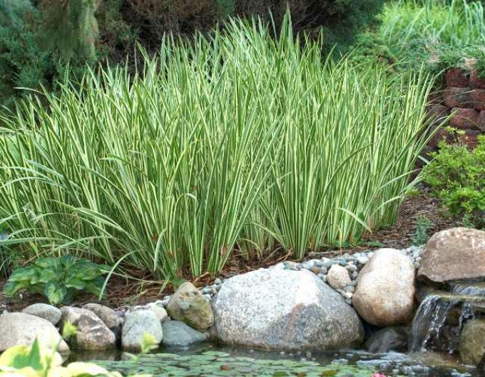 Puškvorec obecný´ Variegatus´