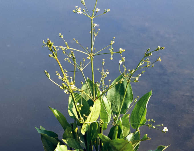 Žabník jitrocelový