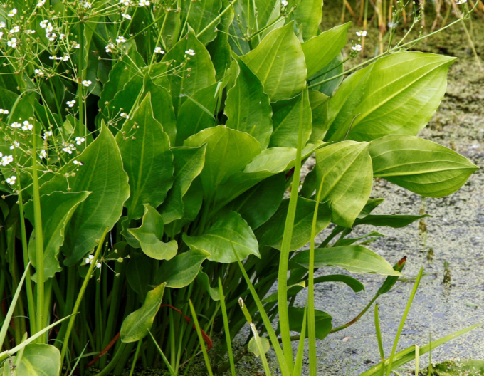 Žabník jitrocelový