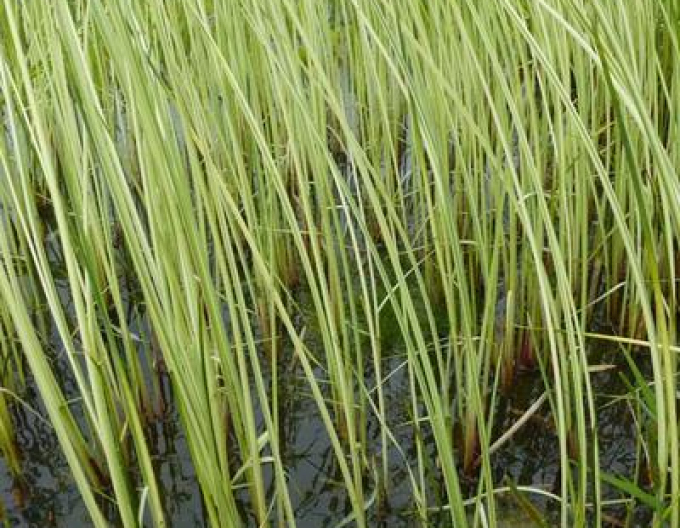 Skřípinec jezerní ’Albescens’