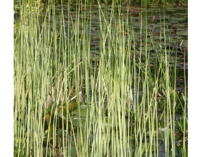 Skřípinec jezerní ’Albescens’