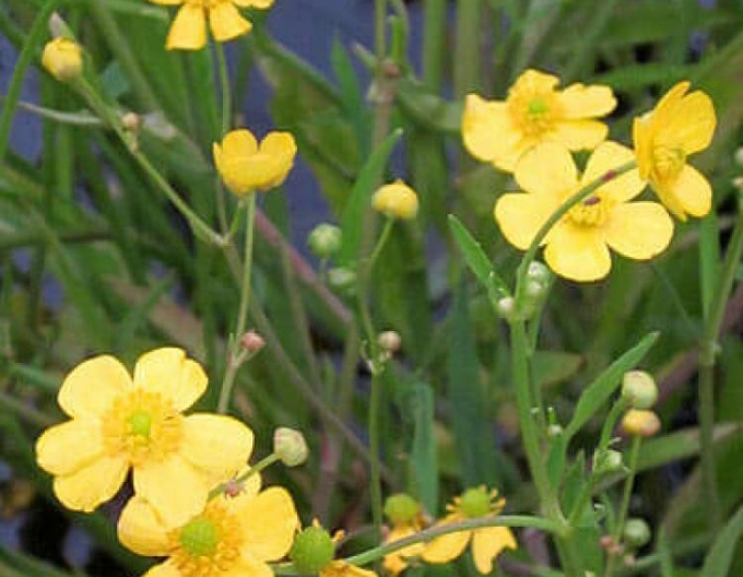 Pryskyřník plamének