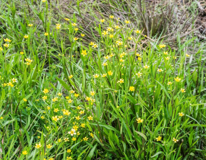 Pryskyřník plamének