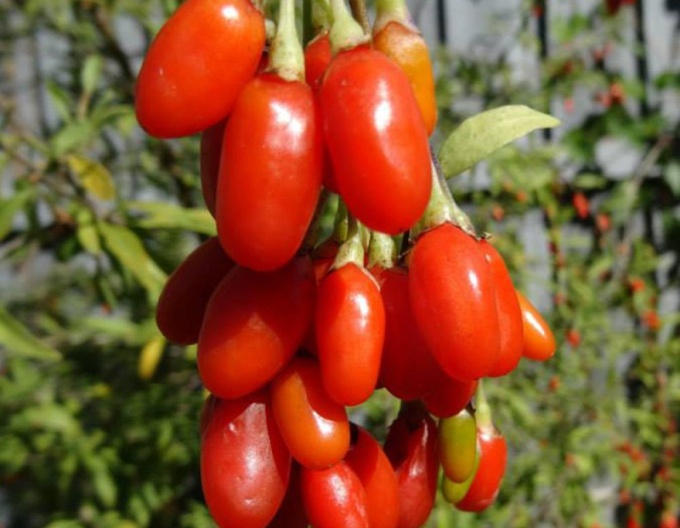 Kustovnice čínská Grosfruchtig