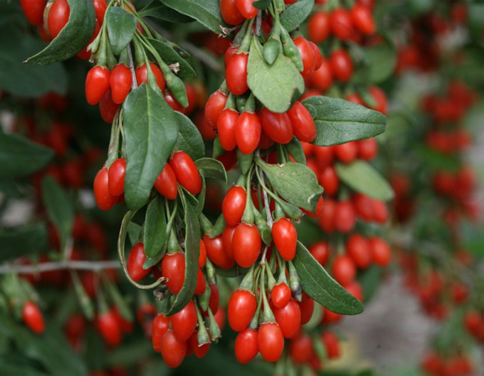 Kustovnice čínská Grosfruchtig