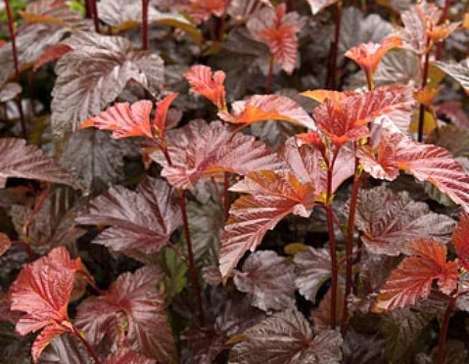 Tavola kalinolistá "Lady in Red"
