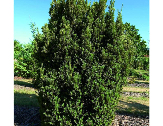 Tis prostřední  ´Hillii´