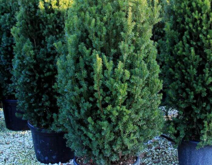 Tis prostřední  ´Hillii´