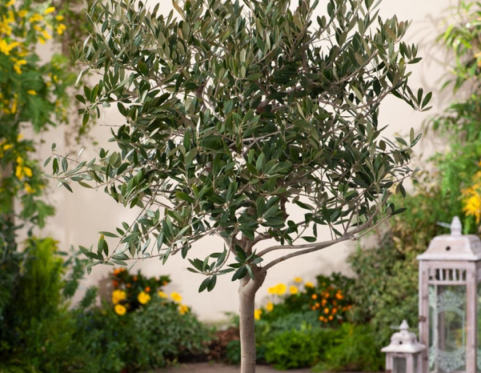 Evropský olivovník