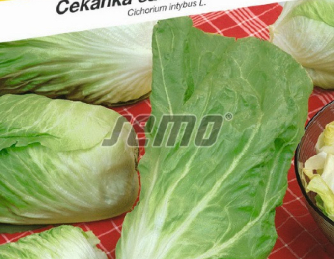 Semo čekanka salátová ´Bravo´
