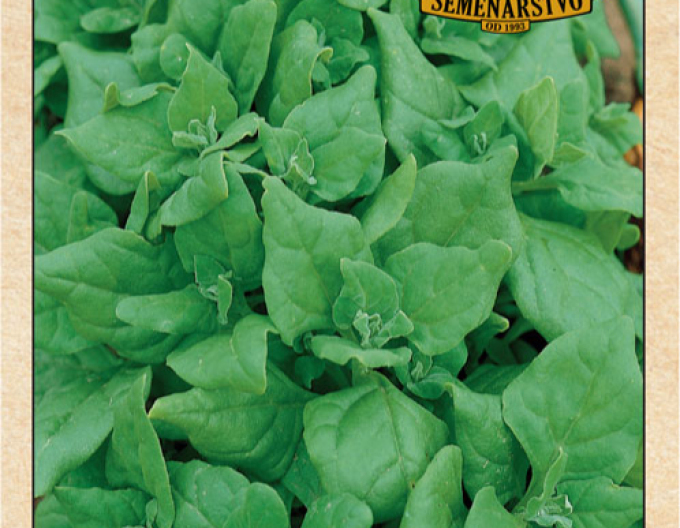 Semenářství Novozélandský špenát