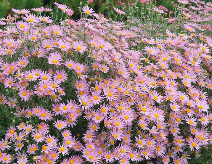 Listopadka Clara Curtis