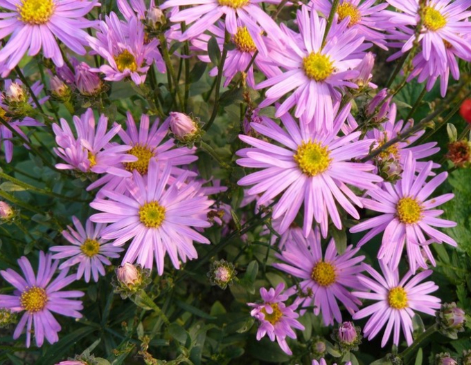 Listopadka Clara Curtis