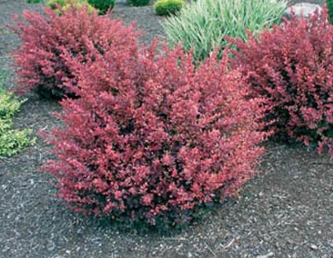 Dřišťál Thunbergův ´Inspiration´