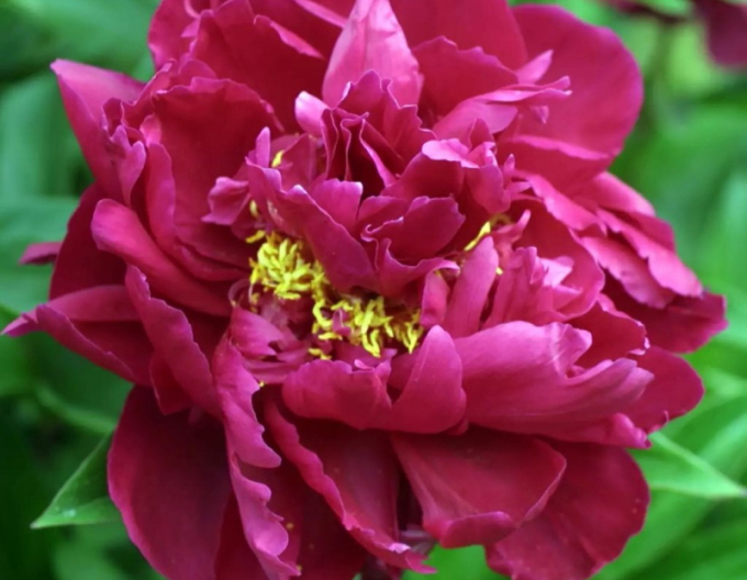 Pivoňka čínska ´Karl Rosenfield´´