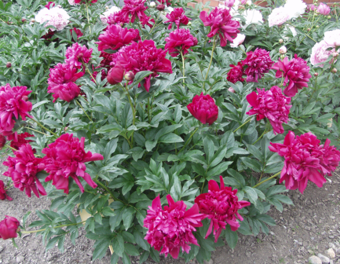 Pivoňka čínska ´Karl Rosenfield´´