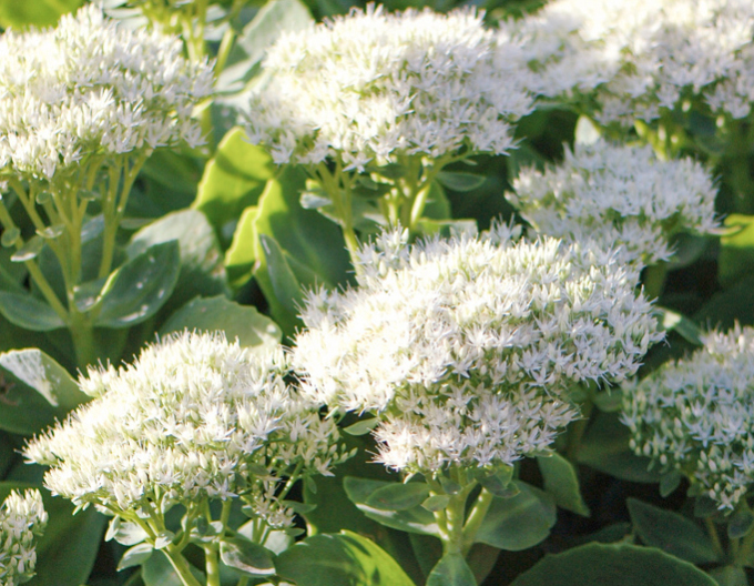 Rozchodník Stardust