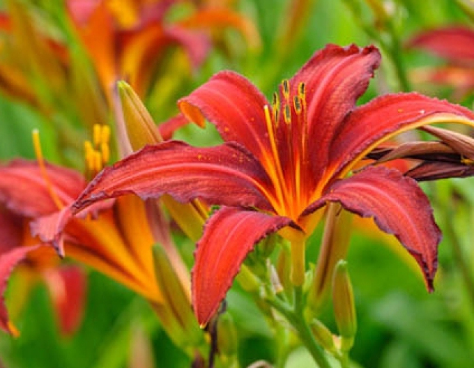 Denivka Crimson Pirate