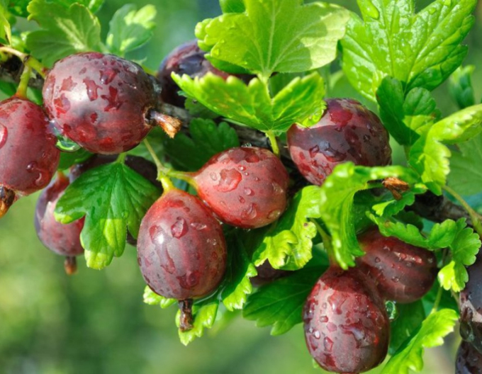 Angrešt ´Niesluchowski´ na kmínku