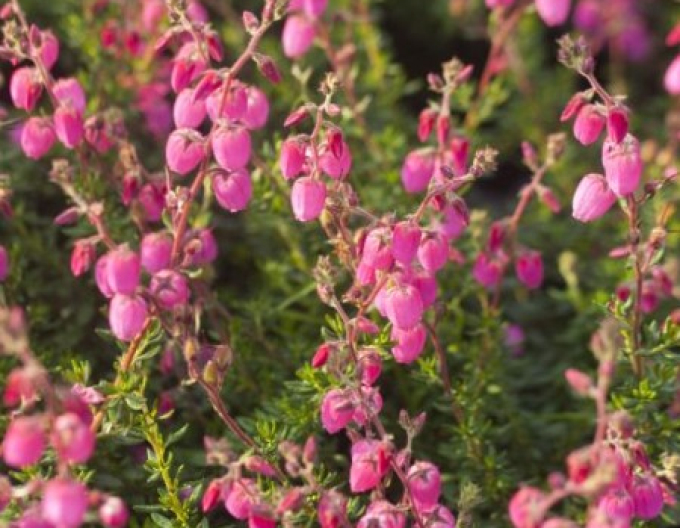 Irský vřes ´Andrea´