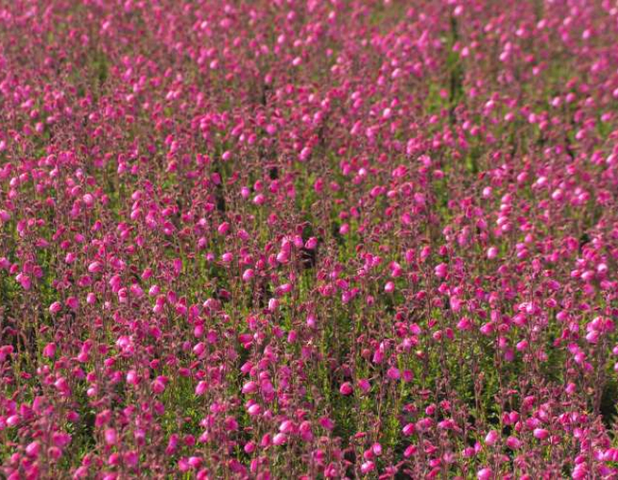 Irský vřes ´Andrea´