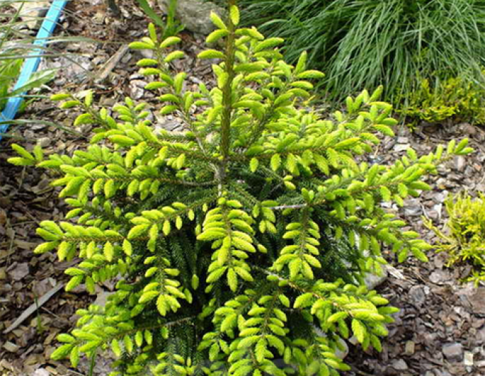 Smrk východní ´Golden Start´