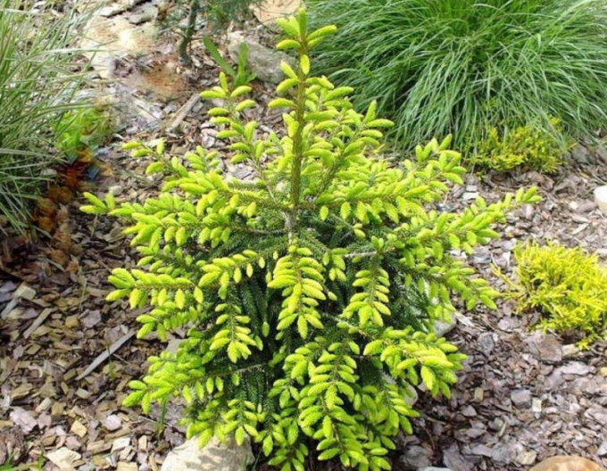 Smrk východní ´Golden Start´