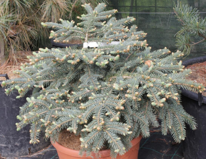 Smrk pichlavý ´Nidiformis Kalouš´