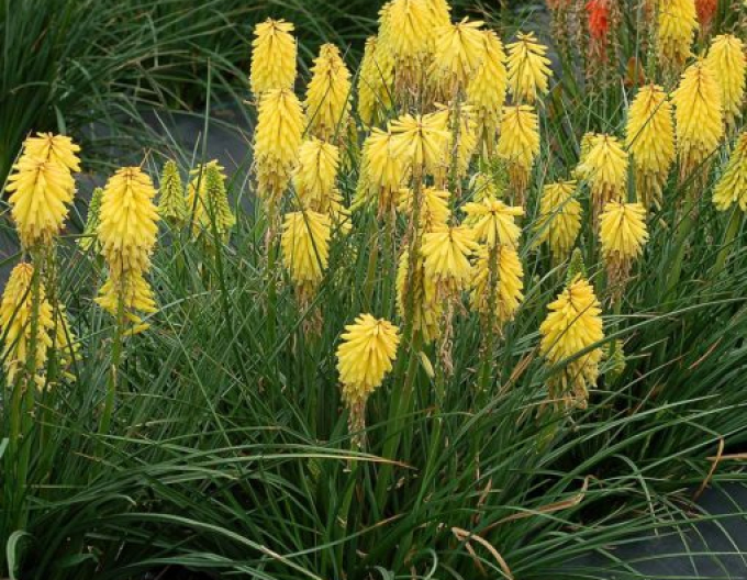 Kleopatřina jehla ’Minister Verschuur’