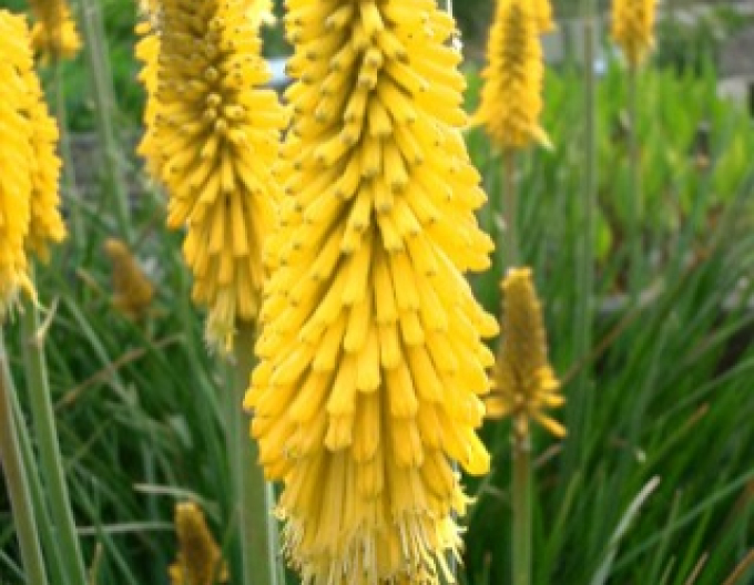 Kleopatřina jehla ’Minister Verschuur’