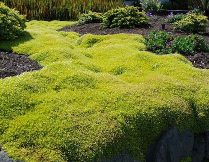 Úrazník ´Supreme´