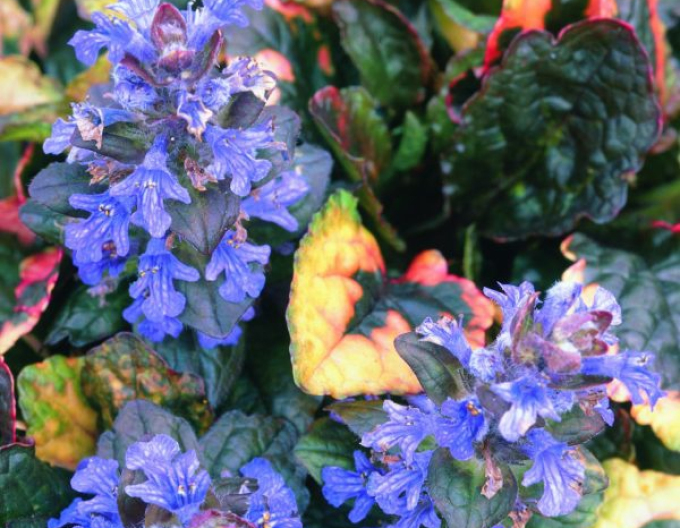 Rainbows creeper ´Rainbow´