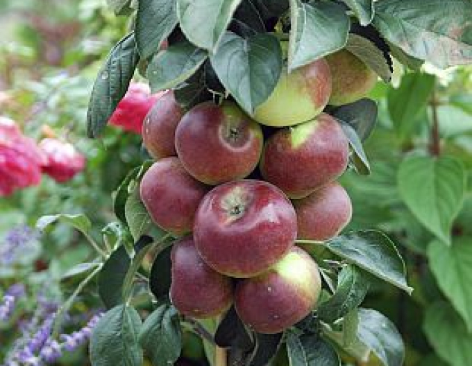 Sloupovitá jabloň ´Cumulus´ zimní, podn. MM106, kont. 5l