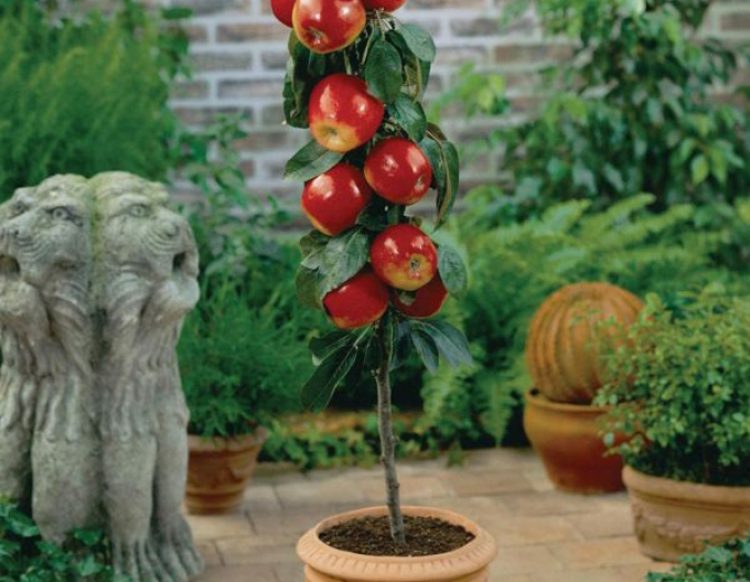 Sloupovitá jabloň ´Waltz´ podzimní, kont. 2l