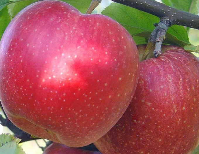 Zimní jabloň Topaz, podn. MM106, prostok.