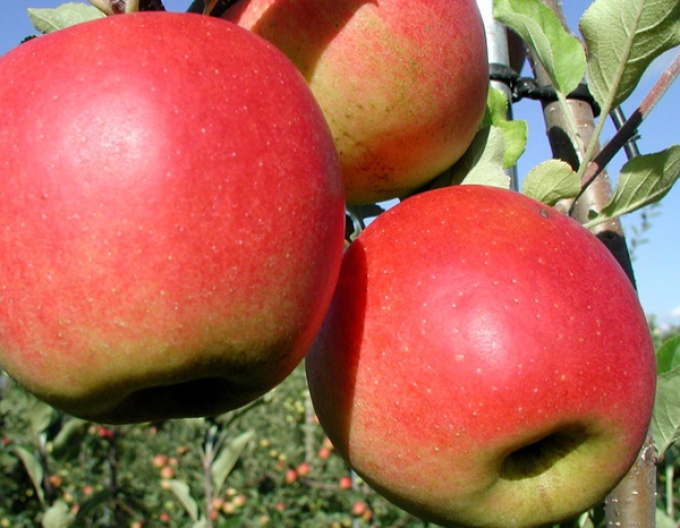 Prima jabloň podzimní, podn. M9, prostok.