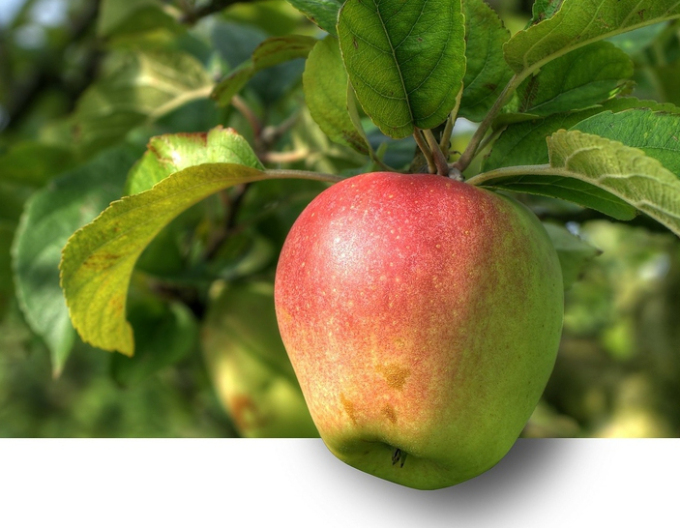 Jabloň Pinova zimní, podn. MM106, prostok.