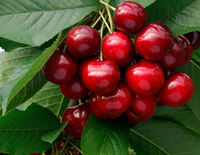 Třešeň Lapins, podn. Mahalebka, prostok.