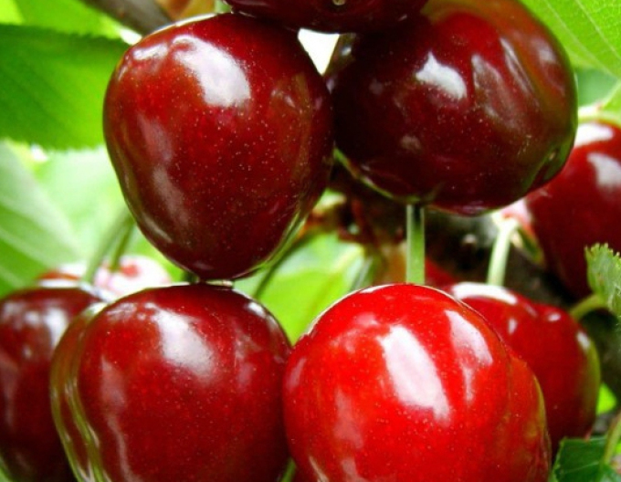 Třešeň Karešová, podn. Mahalebka, prostok.