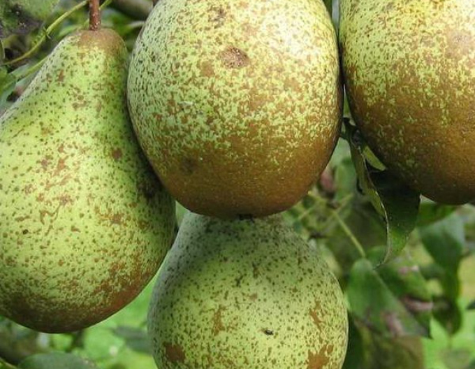 Hruška Konferencia, podn. Hrušeň planá, prostok.