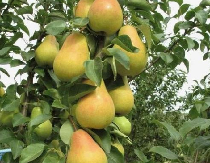 Sloupovitá hruška Saphira, podn. Dula, kont. 5l